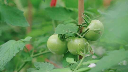 【4K实拍素材】多段番茄 大棚种植实拍素材