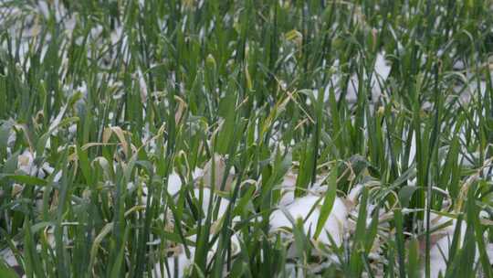 冬小麦北方冬天大雪雪中麦田特写实拍