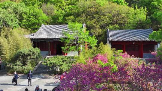 芳菲四月，山寺桃花始盛开