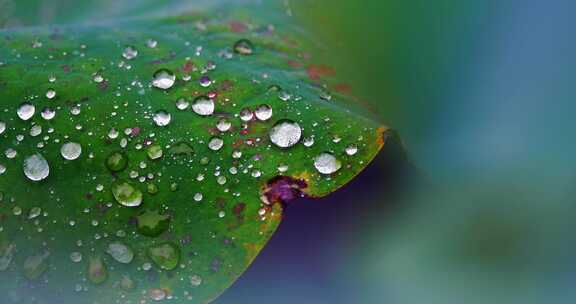 雨后荷叶上的露水珠