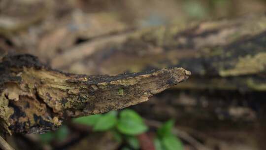 丛林地上的老木头实拍