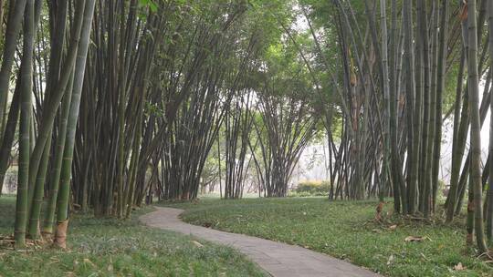 成都望江公园的竹林小路视频素材模板下载