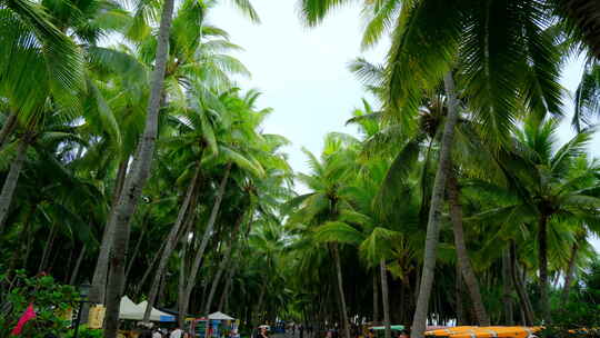 海南三亚 椰树 椰林 海边 椰子树