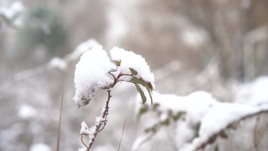 冬天大雪雪景下雪树叶积雪飘雪唯美4K特写2