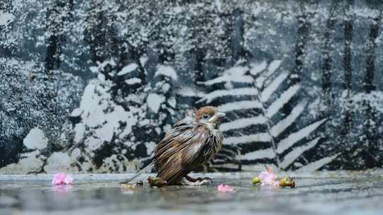 雨天受伤小麻雀升格视频