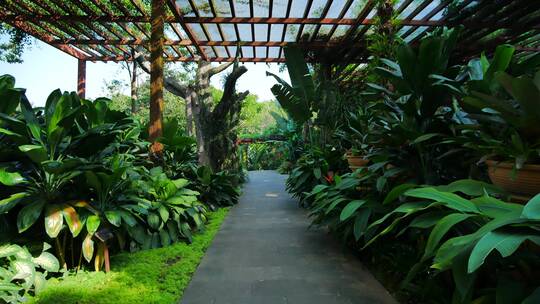 南宁青秀山荫生植物园