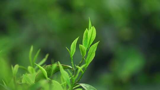 毛尖春茶白茶绿茶茶叶手工茶采摘