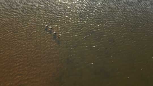 湿地保护区 鸟 石家庄 复兴大街 滹沱河