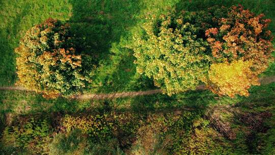 直道上的鸟瞰图，五颜六色的乡村秋林。罗亚上方的鸟瞰图