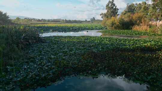秋季美丽池塘长满水葫芦视频素材模板下载