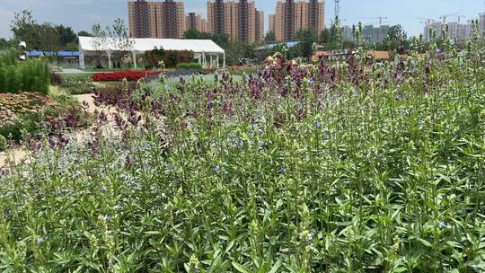 济南赛石花园大会，夏季植物盛开