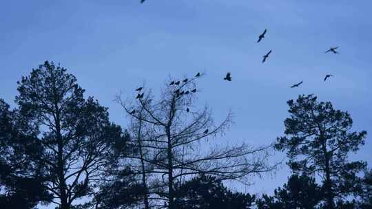大规模鸟群乌鸦