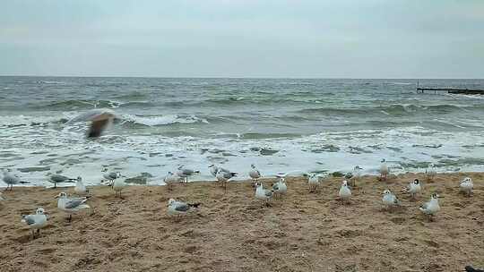 白海鸥沙循环修补空气海滩海滨波浪多云天气