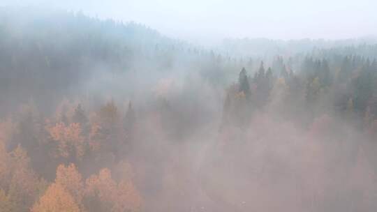 被云雾缭绕的树林视频素材模板下载