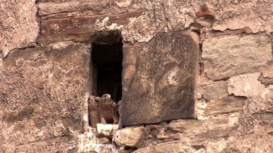 石缝巢穴中的幼鹰