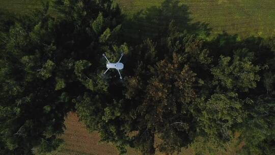 无人机俯瞰树木