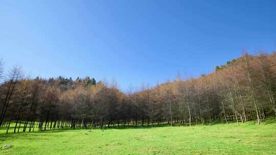 湖北恩施州大山顶林海水杉风景风光森林