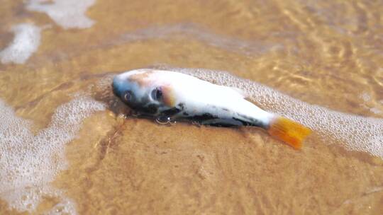 海边死去的小海豚沙滩上搁浅的鱼海洋污染