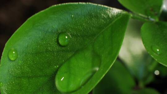 滴落在绿色叶片上的水珠