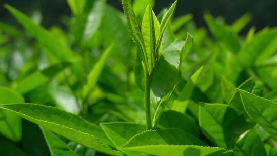 西藏墨脱高山茶园茶叶种植特写