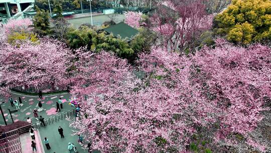 樱花航拍