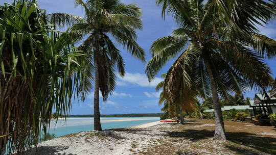 海滩边的椰子树