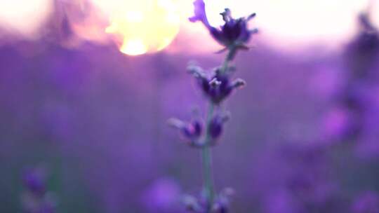 薰衣草花田