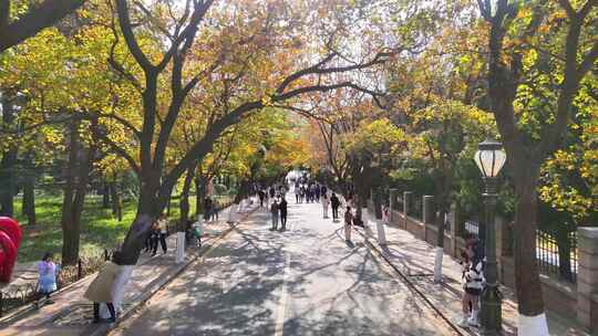 航拍青岛八大关风景区