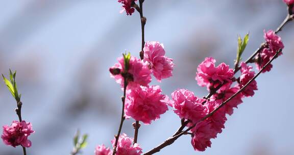 百花齐放  蜜蜂采蜜