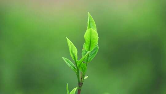 茶农采茶春茶白茶绿茶茶叶毛尖手工茶采茶