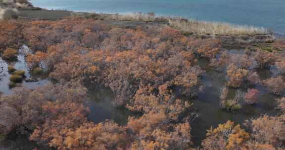 赤金峡水库湿地胡杨航拍