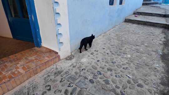 一只黑猫走向蓝色的舍夫沙万古城深处