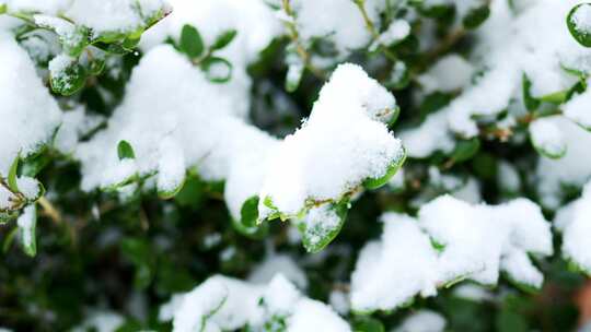 冬天雪景树林雾凇