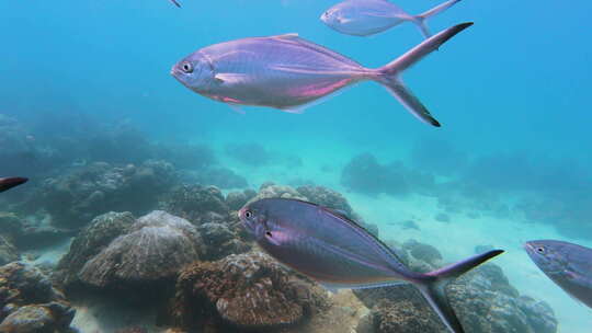 海底珊瑚礁 鱼群 水下世界 海南三亚潜水