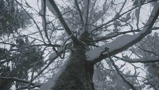 树干上有雪