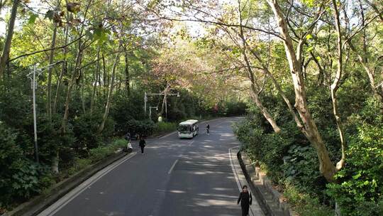 南京中山陵林荫大道