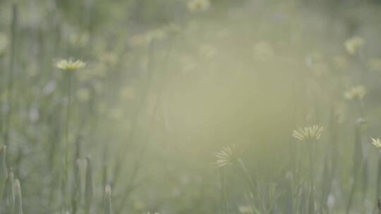 野花野草蒲公英LOG