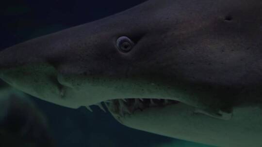 水下鲨鱼的特写镜头