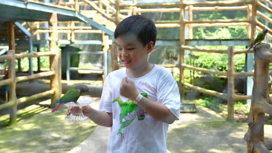 小朋友与鹦鹉一起互动喂食