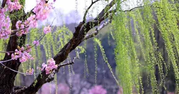 【原创8镜】春风吹动樱花湖边发芽的垂柳