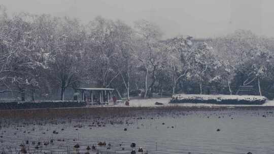 大雪中的柳树与残荷03