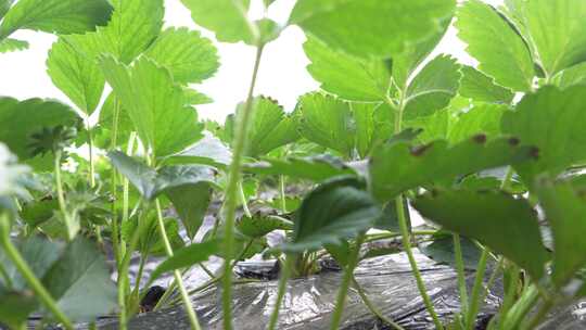 草莓园 农田 农业作物 水果 绿色植物 温室