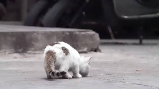 城市街头可爱流浪猫觅食警惕捕捉镜头