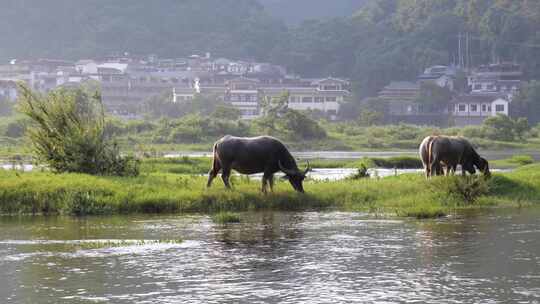 河边水牛吃草 养牛 放牛 牛吃草