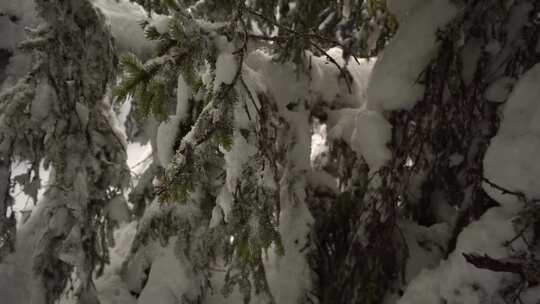 被大雪覆盖的针叶树树枝