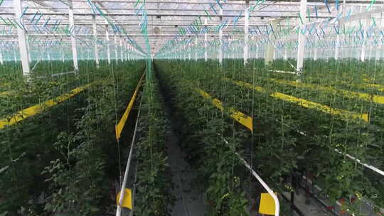 温室大棚内蔬菜种植景象