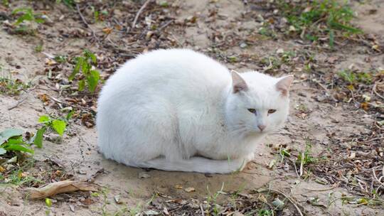 白猫丑猫在户外土地上休息