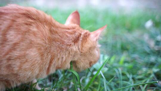 猫在花园吃草橘猫吃草