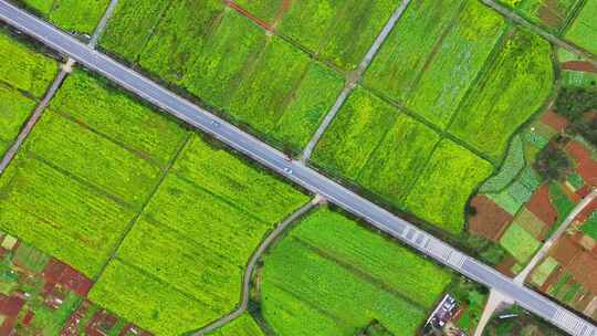 油菜花田公路两车交汇驶向远方