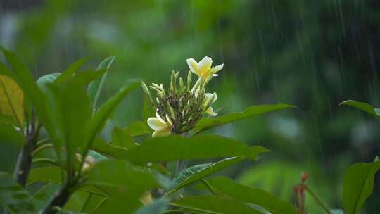 叶子上的水滴 雨中植物 雨点落在绿色植物上